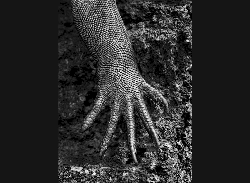 Meerechse (Amblyrhynchus cristatus). Galapagos. Ecuador. 2004. © Sebastião Salgado / Amazonas images