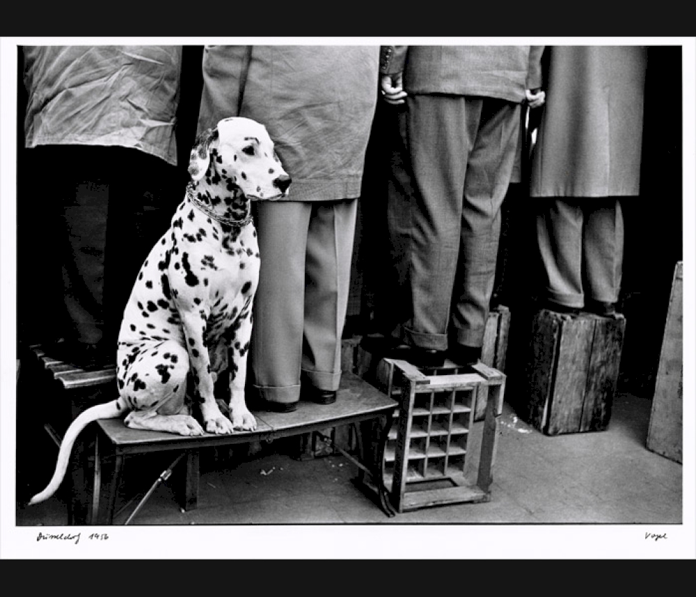 Walter Vogel, Dalmatiner ... Kein Interesse an Fußball, Düsseldorf, 1956 © Walter Vogel, 2016 / Kunstfoyer