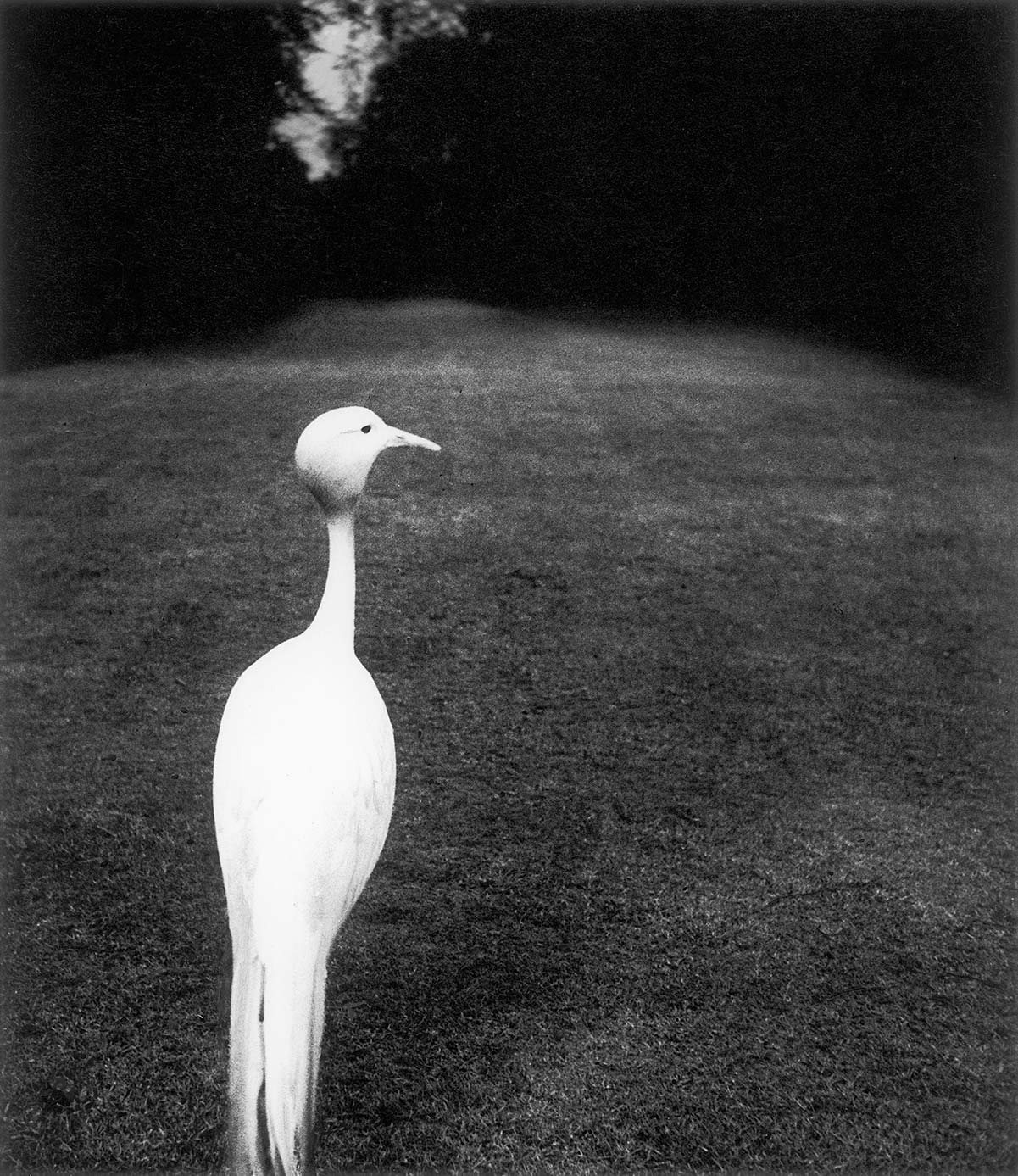Evening in Kew Gardens, 1932  - Private collection, Courtesy Bill Brandt Archive and Edwynn Houk Gallery © Bill Brandt / Bill Brandt Archive Ltd.