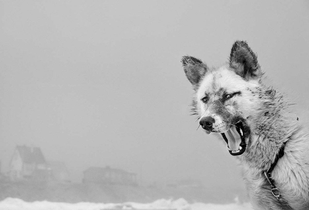 Ragnar Axelsson © Sled Dog, Thule, Greenland, 1987