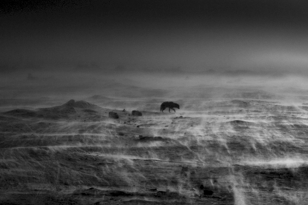 Ragnar Axelsson © Sled Dog, Thule, Greenland, 2019