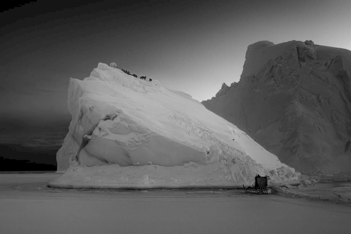 Eisbär auf der Flucht vor Schlittenhunden, Grönland, 2026. © Ragnar Axelsson Eisbär auf der Flucht vor Schlittenhunden, Grönland, 2026. © Ragnar Axelsson